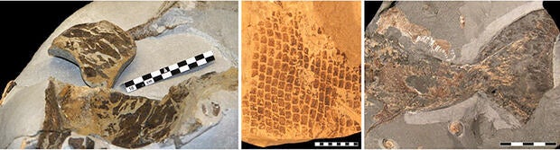 skin-fossils-140108.jpg