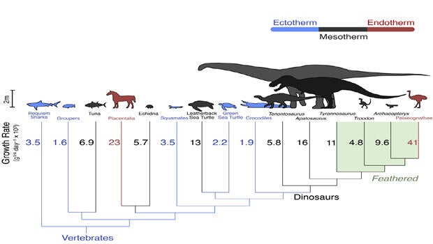 dinosaur-growth-rates620x350.jpg
