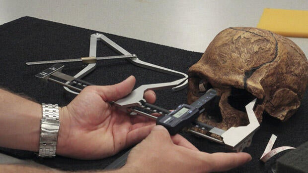 cieri-skull-measure620x350.jpg