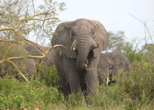 elephant-acacia-copy.jpg