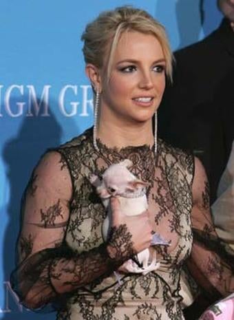 dogs a fashion accessory photo 1 pictures cbs news dogs a fashion accessory photo 1 pictures cbs news