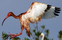 Animals Hurt By Gulf Oil Spill