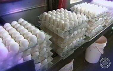 Egg Safety Inspection Cracks 