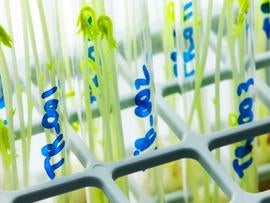 test tubes, testing, laboratory, gm, genetically modified foods