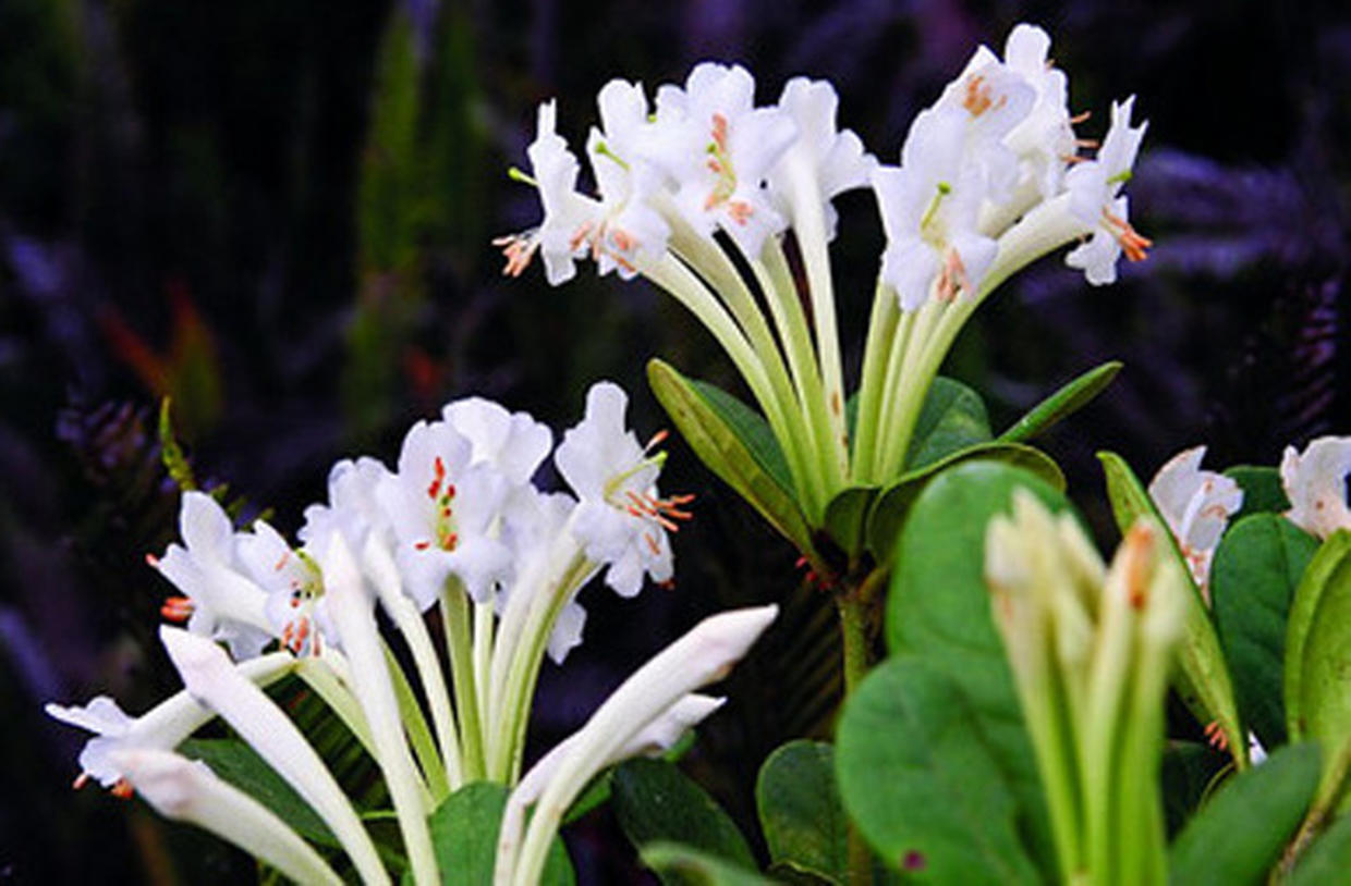 New Animal, Plant Life Discovered on Papua New Guinea - Photo 1