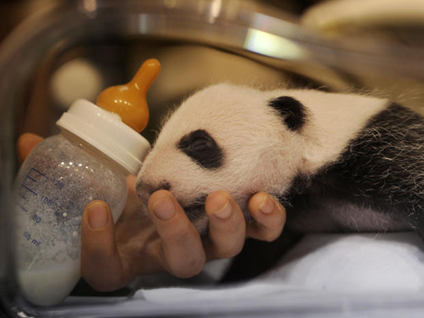 Baby Panda Twins Born in Madrid Zoo - Photo 1 - Pictures - CBS News