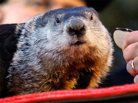 Punxsutawney Phil