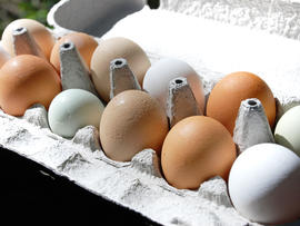 eggs, stock