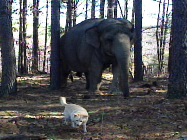 Unlikely friendship of elephant and dog - Photo 2 - Pictures - CBS News