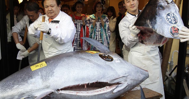 Bluefin tuna sells for record 736,000 in Japan CBS News