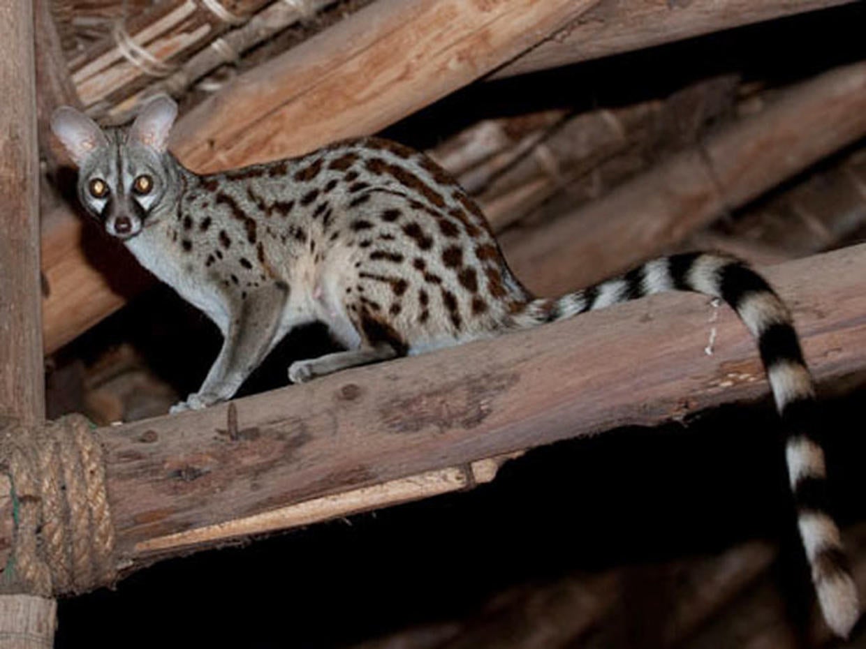 Hedgehog Unusual pets that are legal to own Pictures CBS News