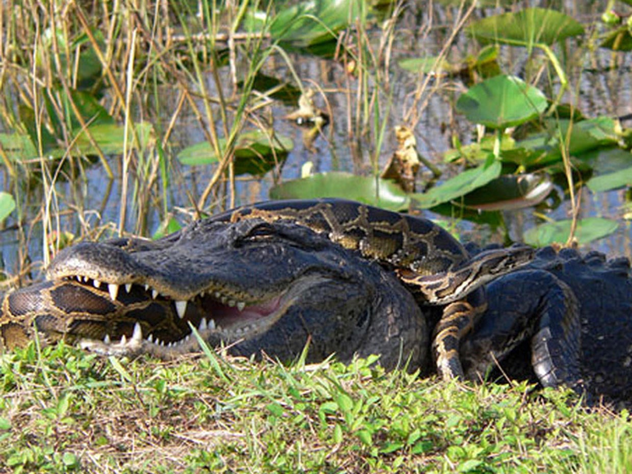 Body found hours later Alligator attacks Pictures CBS News