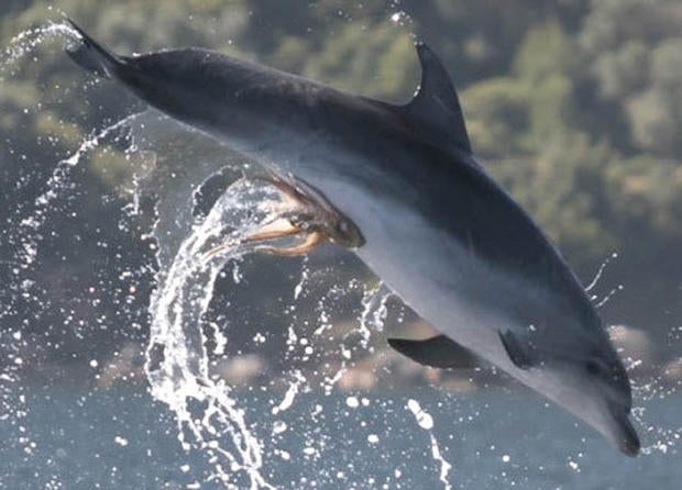 dolphin-octopus-genitals