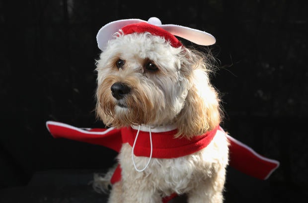 Halloween dog parade in New York