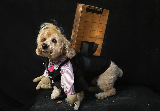Halloween dog parade in New York