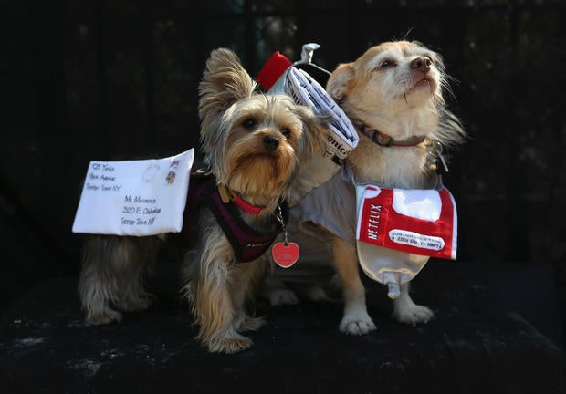 Halloween dog parade in New York