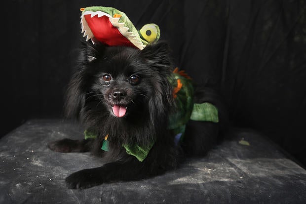Halloween dog parade in New York