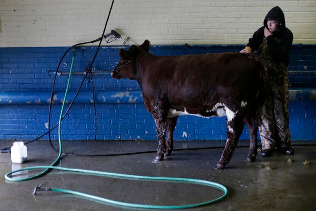pa farm show draws crowd photo 7 pictures cbs news pa farm show draws crowd photo 7 pictures cbs news