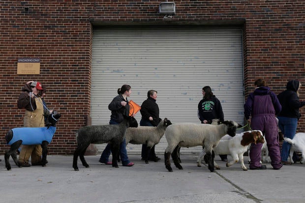 pa farm show draws crowd photo 11 pictures cbs news pa farm show draws crowd photo 11 pictures cbs news