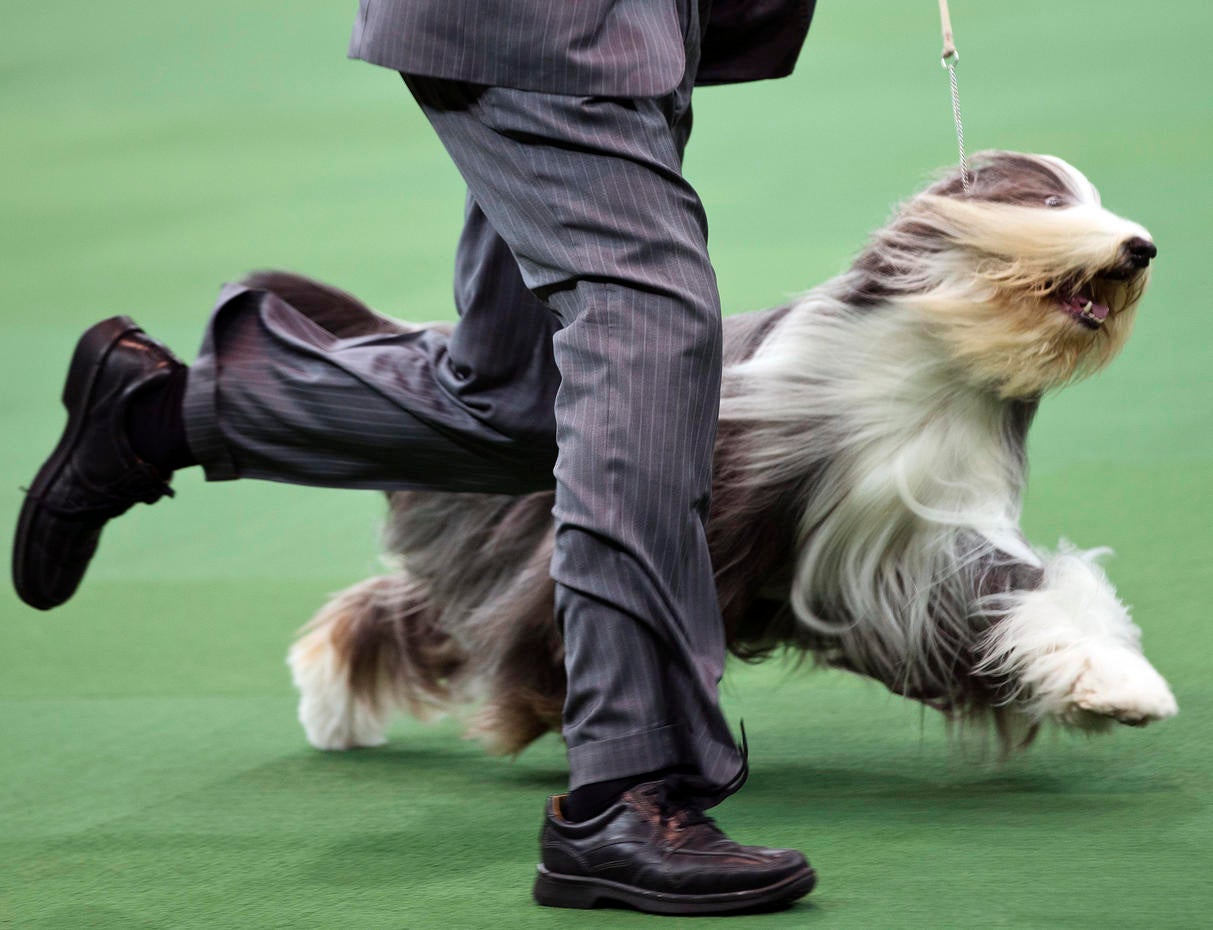 Westminster Best in Show 2013 Photo 1 Pictures CBS News