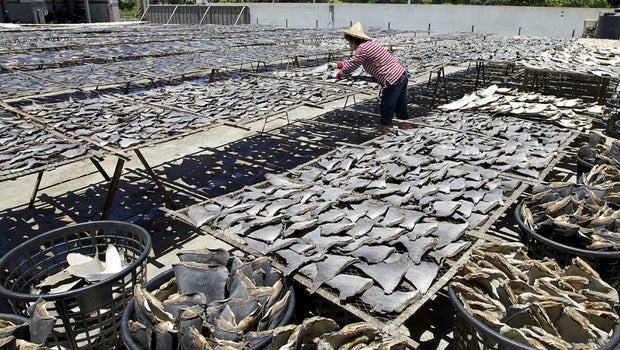 Shark finning essay