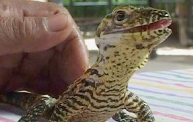 Indonesia zoo welcomes rare Komodo dragon babies