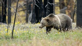 Endangered species: Where are they now