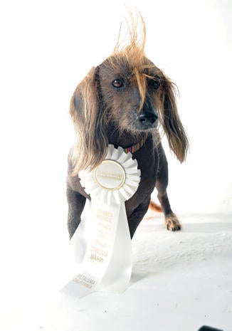 World's Ugliest Dog Contest 2013