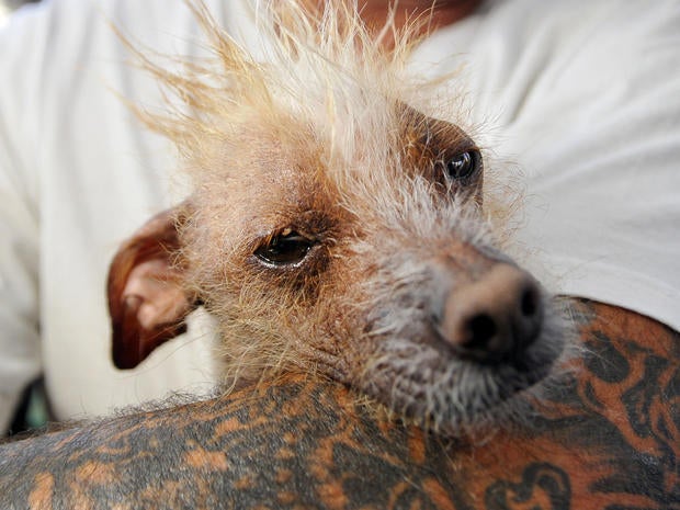 World's Ugliest Dog Contest 2013