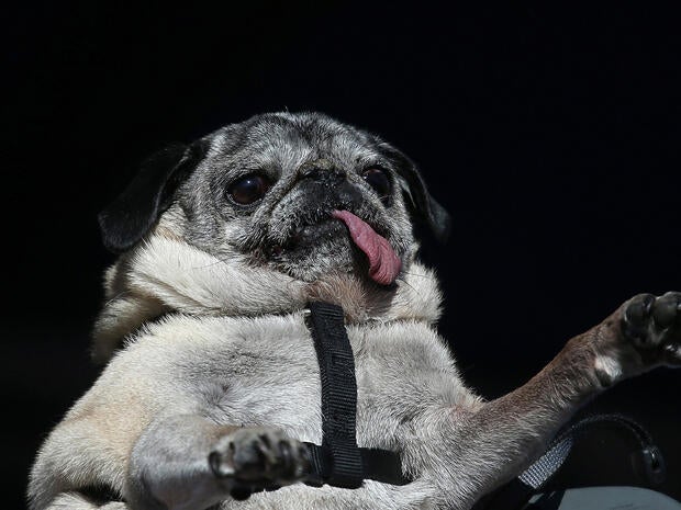 World's Ugliest Dog Contest 2013