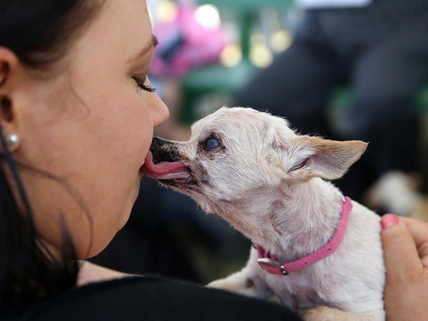 World's Ugliest Dog Contest 2013