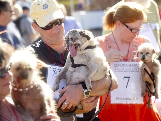 World's Ugliest Dog Contest 2013
