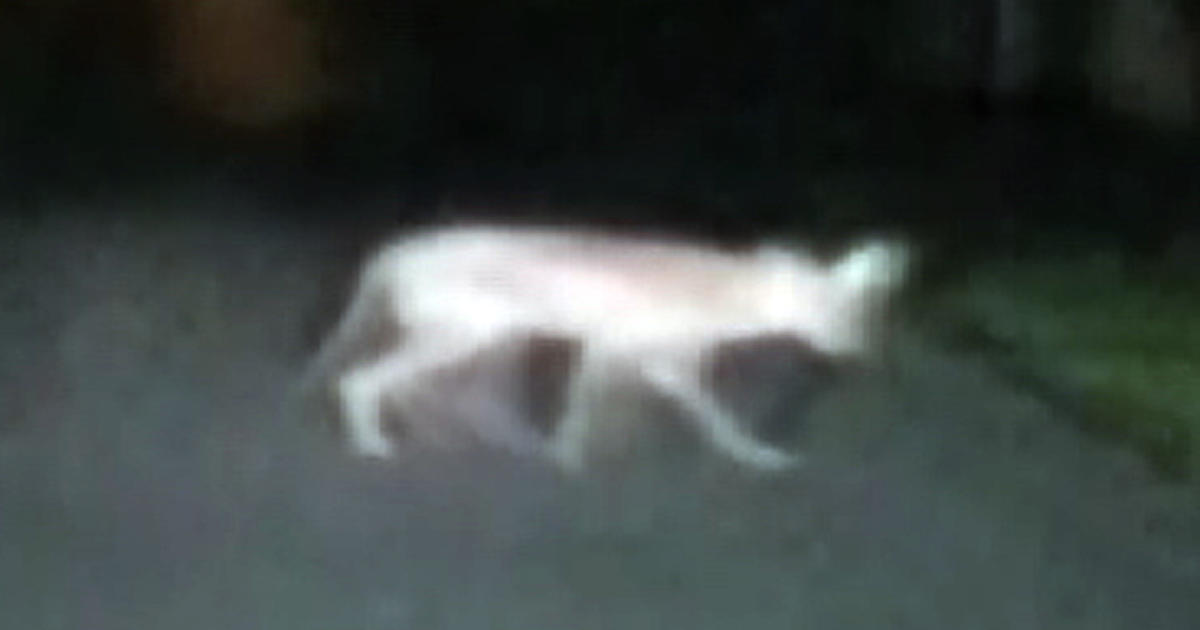 Chupacabra sighting? Videos CBS News