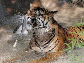 Jai, a tiger at the Phoenix Zoo, breaks apart frozen trout while sitting in his pool to keep cool June 28, 2013, in Phoenix.