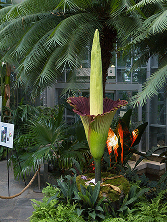 "Corpse flower" in bloom Photo 4 Pictures CBS News
