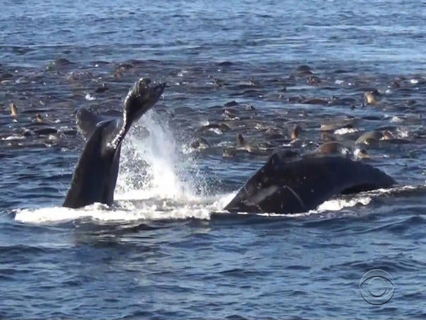 whales_monterey.jpg