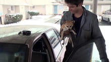 chihuahua05.jpg