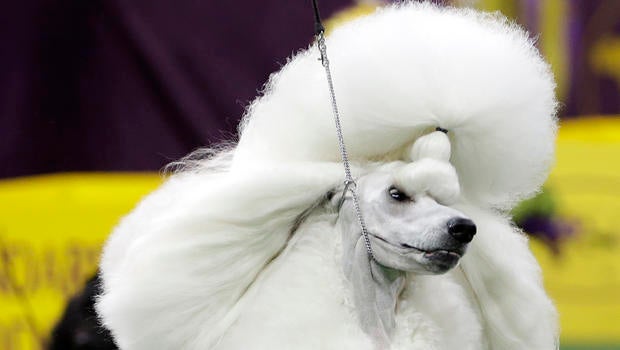 poodleap764943845221.jpg