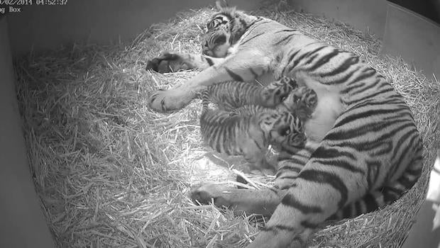 tigercubs.jpg