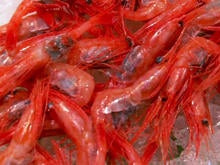 seafood-at-tokyo-fish-market.jpg