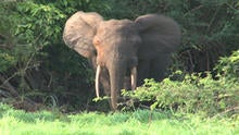 elephant.jpg