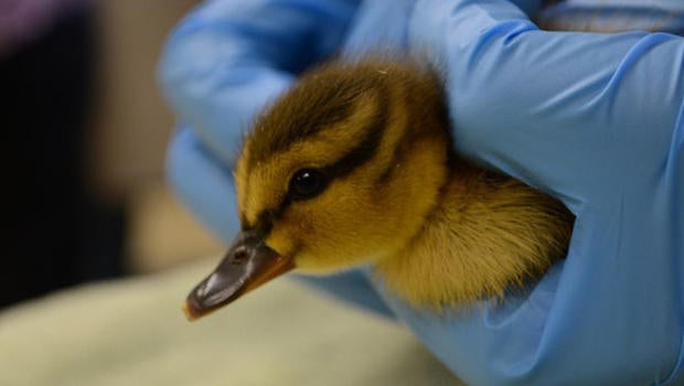 babyduck.jpg