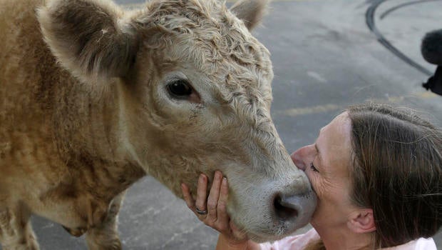 calf-kiss.jpg