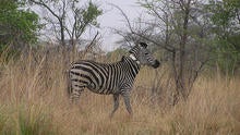 zebrawithcollar.jpg