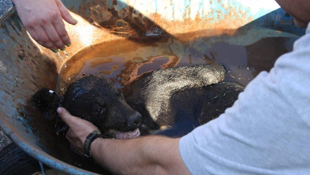 bear-freed.jpg