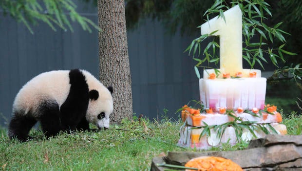 baobao2.jpg