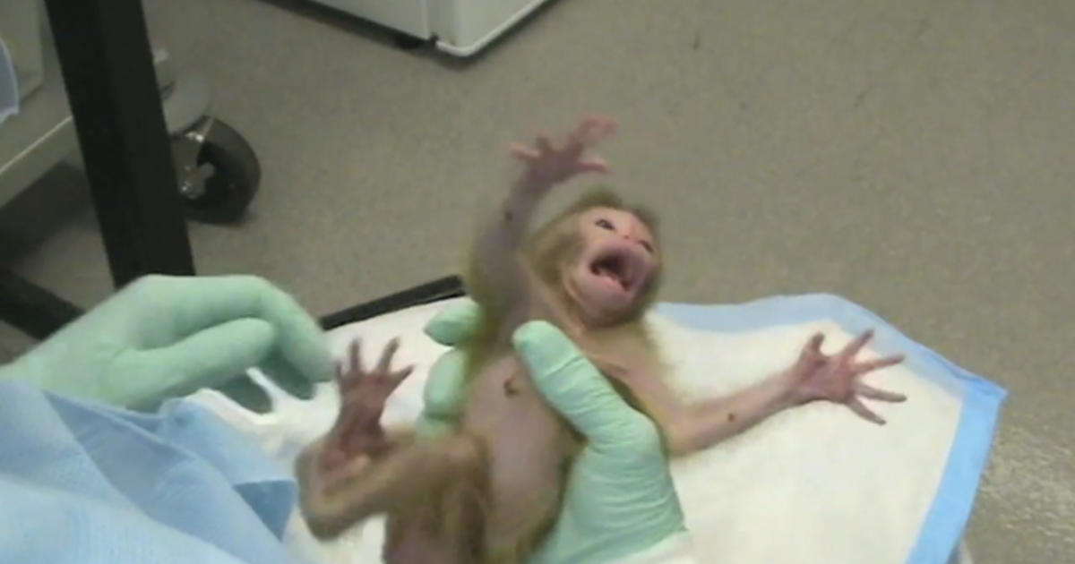 Video shows mental health studies on monkeys - Videos - CBS News