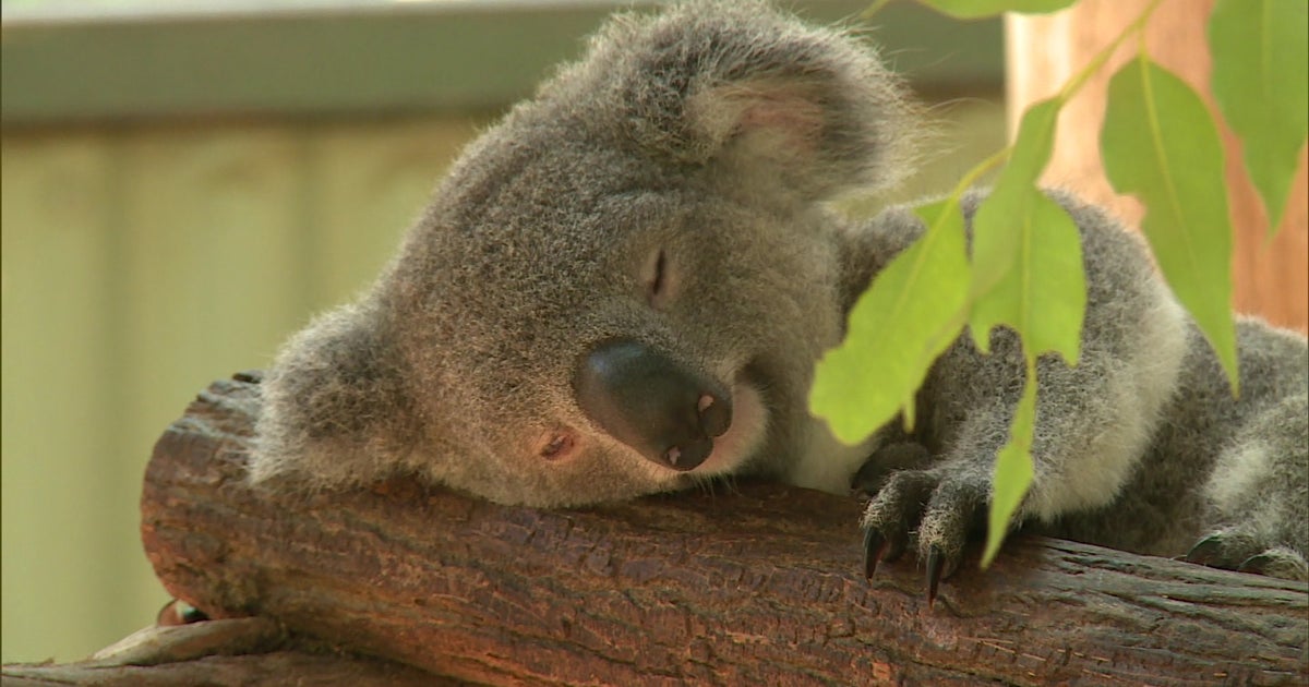 Australia's koalas are spreading chlamydia CBS News