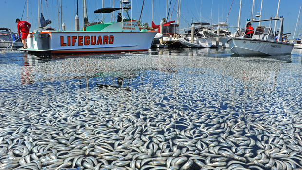 ผล๥าร๨้นหารูปภาพสำ​หรับ Mass Animal Deaths 2016