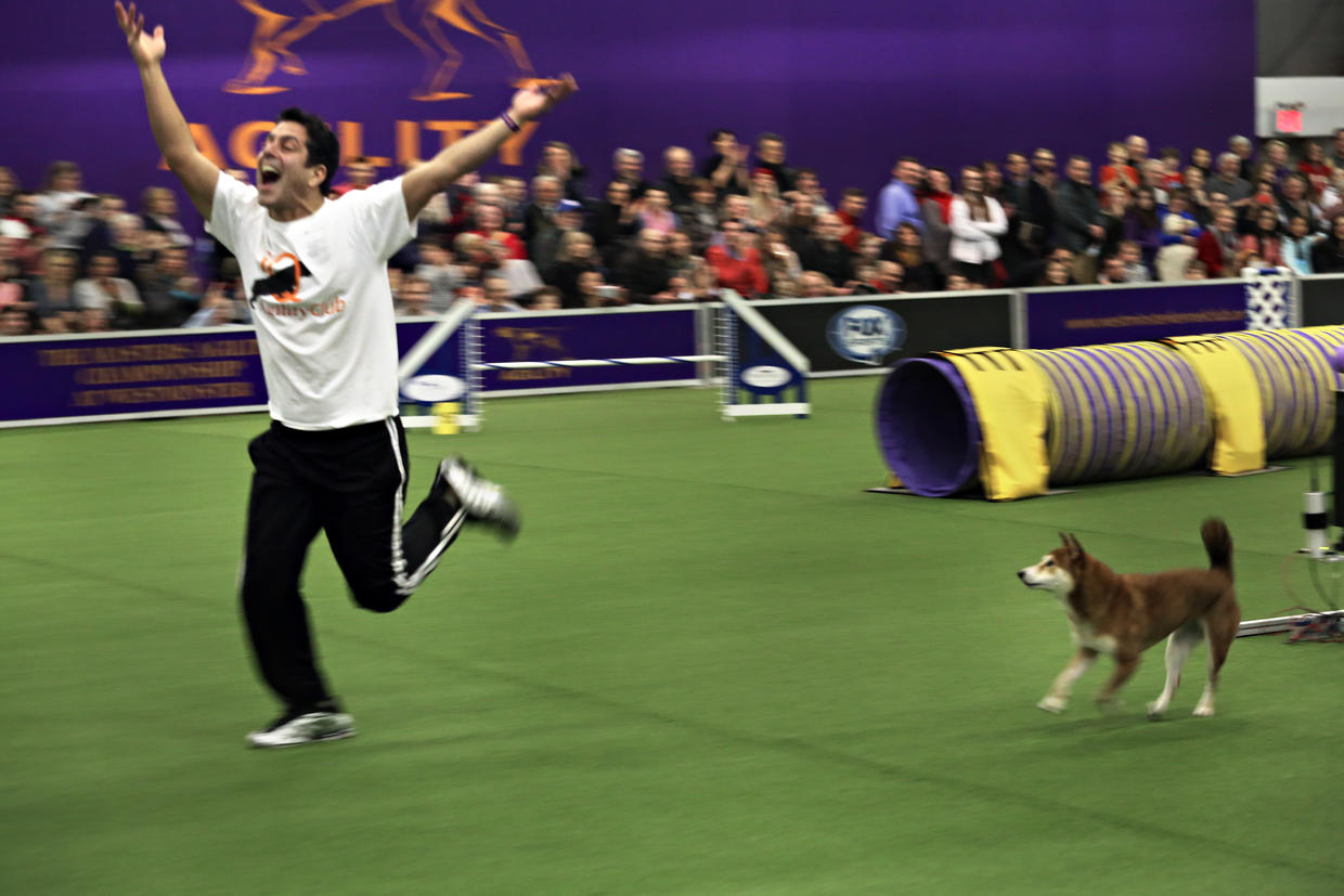 Westminster Kennel Club competition Dogs compete in the WKC agility